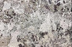 雪(xuě)山(shān)蘭