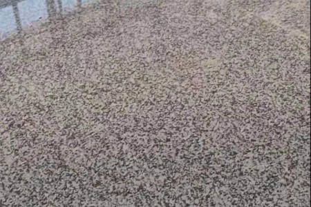 廣西芝麻黑大闆